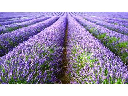 Lavandula Sort Verani Eterichno Masleni Kulturi Sortovisemena Bg