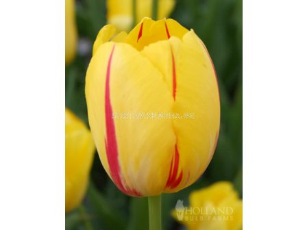 Лале single late La Courtine - 1 бр.