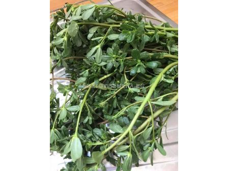 Семена Тученица 