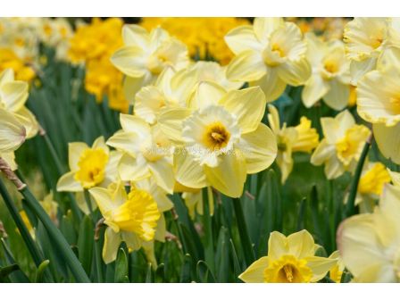 Нарцис trumpet 'Ladea' - 1 бр.