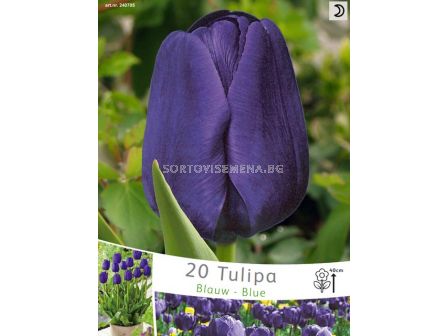 лале Blue - tulip Blue (пакет - 20 луковици)