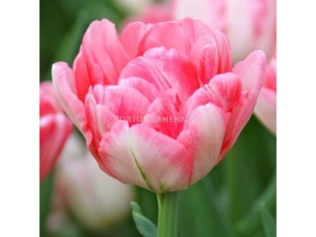 Лале (Tulip) Double Late Foxtrot 