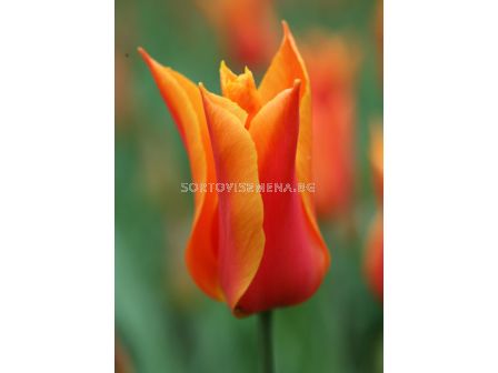 Лале (Tulip) Lilyflowering Ballerina 
