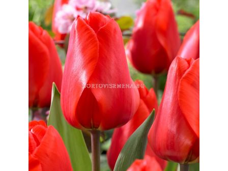 Лале darwin hybrid Lalibela - 1 бр.