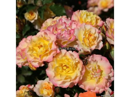 Роза LandLust (храстова роза), серия Heckenzauber- Kordes- 1 брой - 2