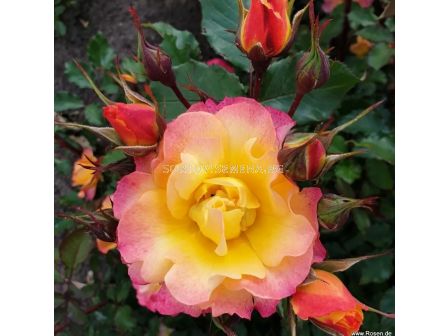 Роза LandLust (храстова роза), серия Heckenzauber- Kordes- 1 брой - 1