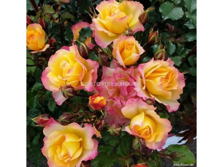 Роза LandLust (храстова роза), серия Heckenzauber- Kordes- 1 брой - 6