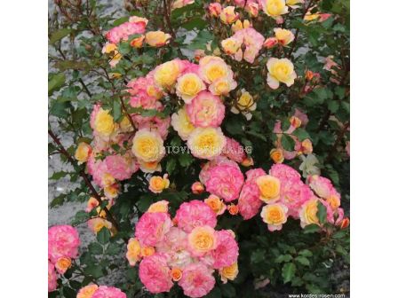 Роза LandLust (храстова роза), серия Heckenzauber- Kordes- 1 брой - 3