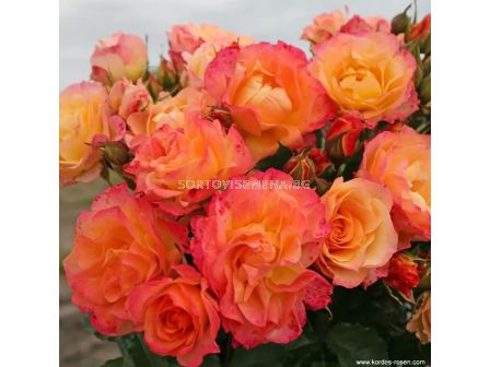 Роза LandLust (храстова роза), серия Heckenzauber- Kordes- 1 брой - 5
