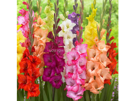 Гладиоли микс/ large-flowered mixed - 1 брой