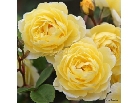 Роза Lemon Siluetta® (катерлива роза) серия Siluetta - Kordes-1 брой - 3