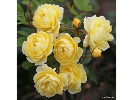 Роза Lemon Siluetta® (катерлива роза) серия Siluetta - Kordes-1 брой - 1