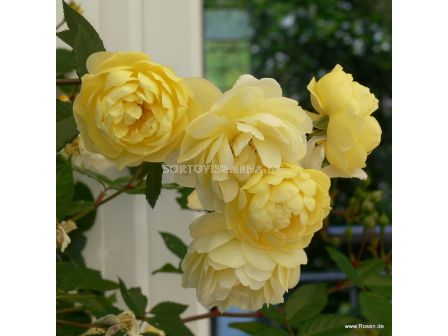 Роза Lemon Siluetta® (катерлива роза) серия Siluetta - Kordes-1 брой - 4
