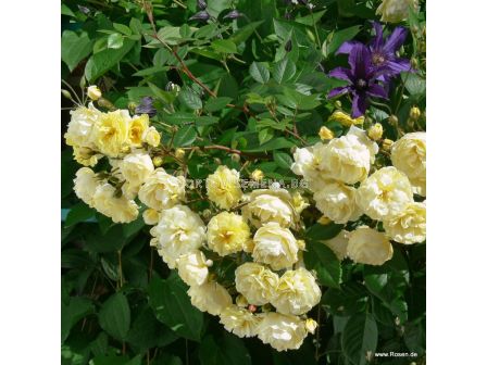 Роза Lemon Siluetta® (катерлива роза) серия Siluetta - Kordes-1 брой - 2