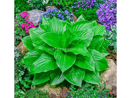 Хоста Miracle Lemony/ Hosta - 1 брой