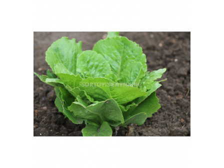 СК Семена САЛАТА ПАРИЖ ИСЛАНД КОС/ ISLAND COS OW -1 г - 2