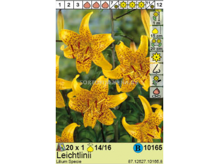 Лилиум  Leichtlinii - 1 брой