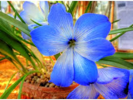 Текофилеа (Чилийски син минзухар)/ Tecophilaea cyanocrocus 'Leichtlinii - 1 бр. - 1