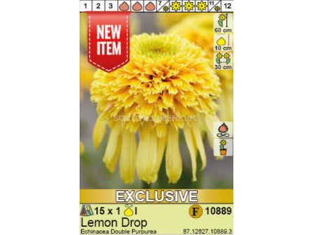 Ехинацея Lemon Drop - 1 брой
