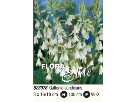 Летен зюмбюл/ Galtonia candicans - 1 пакет - 3 броя