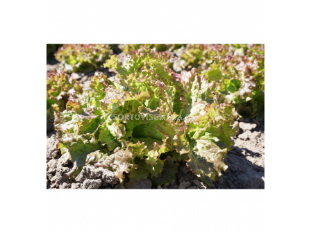 СЕМЕНА САЛАТА ROUGE GRENBLOISE 'SK - 1 г - 3