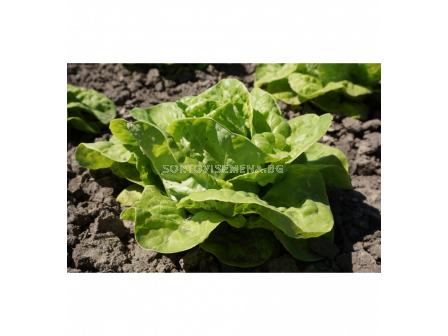 СЕМЕНА САЛАТА ZWART DUITS - 'SK - 2г - 3