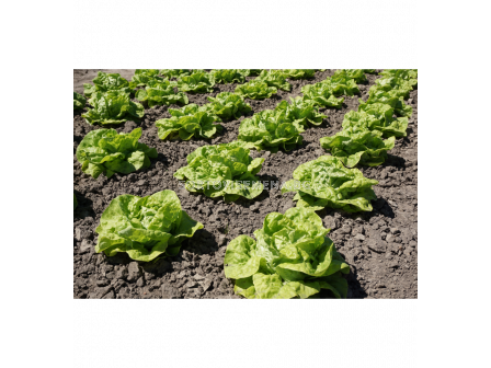 СЕМЕНА САЛАТА ZWART DUITS - 'SK - 2г - 2