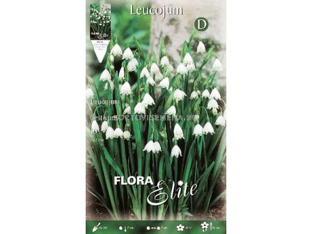 Блатно кокиче Leucojum Gravety Giant - 1бр