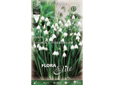 Блатно кокиче Leucojum Gravety Giant (1 оп - 10 луковици) 