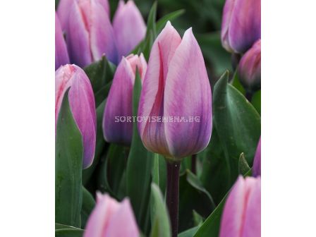 Лале (Tulip) Light and Dreamy 11/12