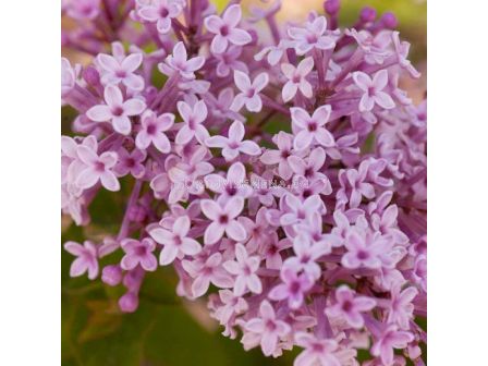 Люляк (Syringa Meyeri Josée)		