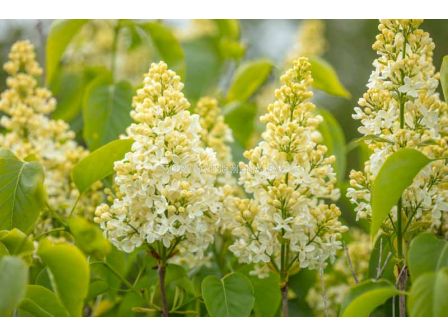 Люляк (Syringa Vulgaris Primrose)–кремаво-жълт