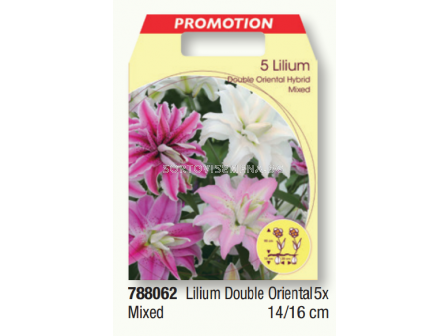 Лилиум ориенталски микс/ Lilium double oriental mixed- 1 пакет - 5 броя