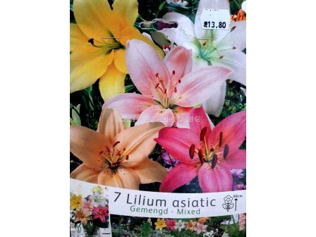Лилиум Asiatic Mix - Lilium Asiatic Mix