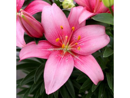 лилиум азиатски Розов - lilium asiatic Pink