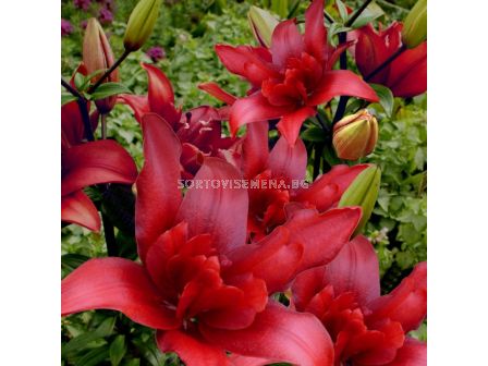 Лилиум asiatic Bald Eagle - 1 бр.