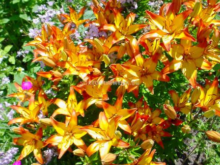 Лилиум Барселона - Lilium asiatic Barcelona