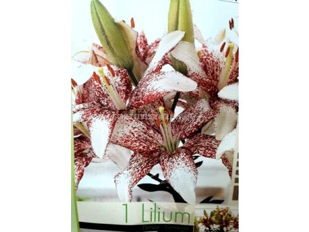 лилиум Crossover 