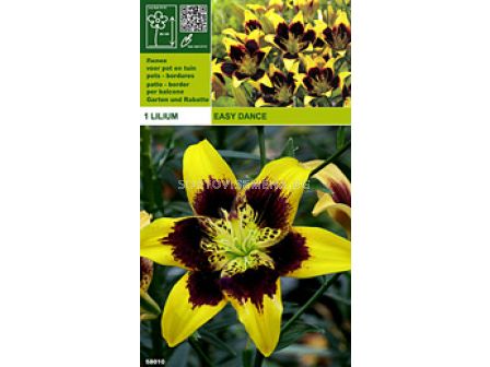 лилиум Easy Dance