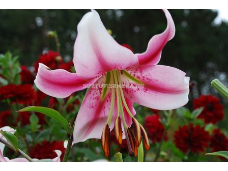 Лилиум хибрид (Lilium Hybrid) Anastasia