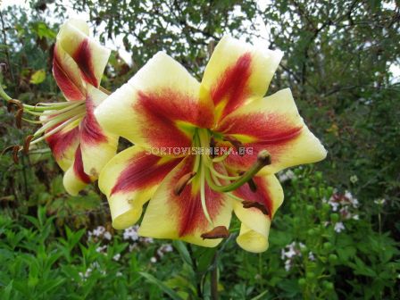 Лилиум хибрид (Lilium Hybrid) Beverly Dream