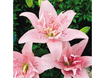 лилиум кичест Spring Pink - lilium Spring Pink