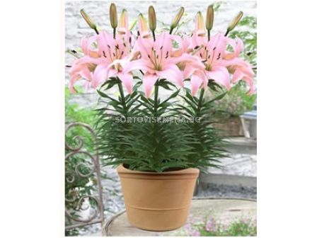 лилиум short Pink