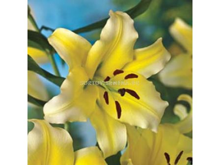 Лилиум Ориенталски (Lilium Oriental) Жълт