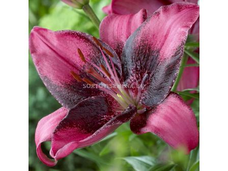 Лилиум (Lilium) Purple eye