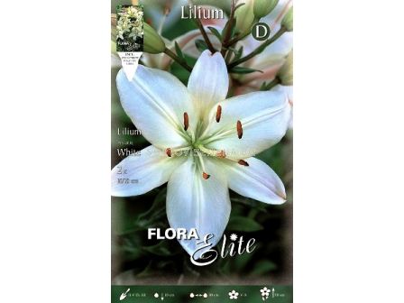 лилиум азиатски Бял - lilium asiatic White