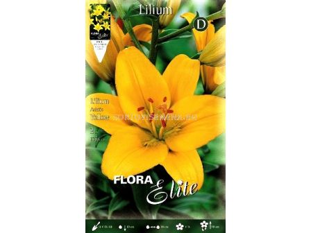 лилиум азиатски Жълт - lilium asiatic Yellow