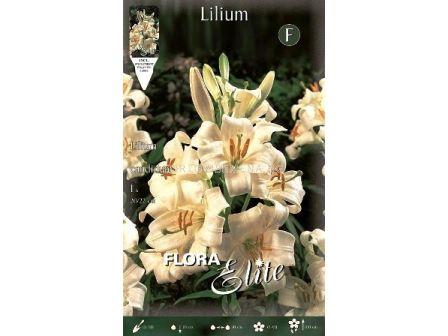 Лилиум (Lilium) Candidum 