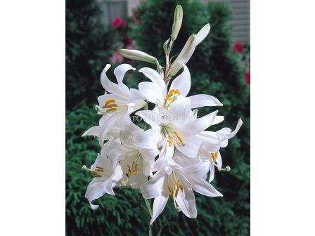 Лилиум/ Lilium species candidum - 1 бр. 