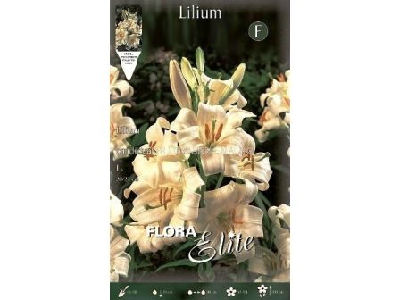 Лилиум (Lilium) Candidum  - 1 бр